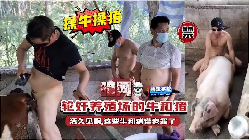 【暗网】操牛草猪，轮奸养殖场的牛和猪，活久见啊,这些牛和猪遭老罪了